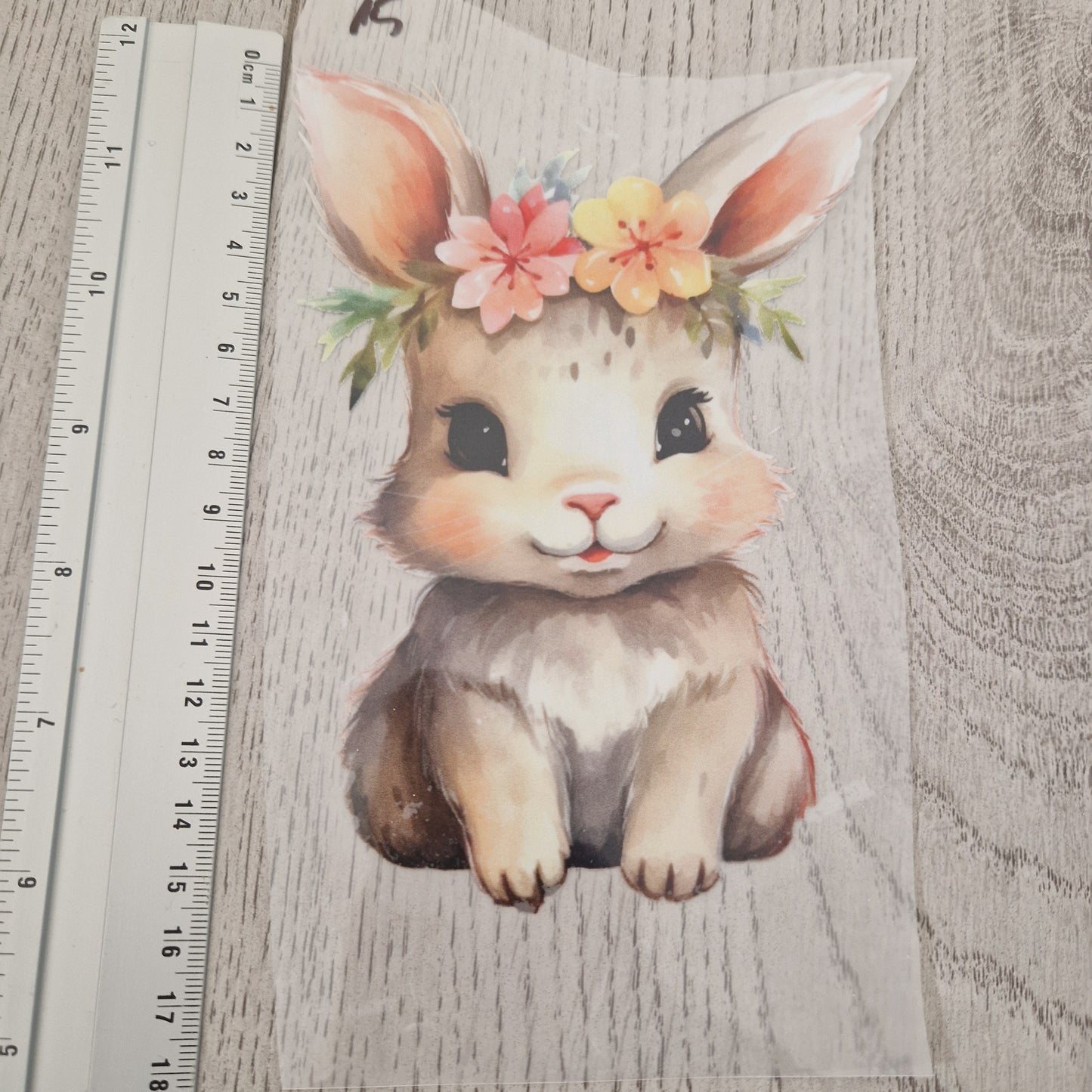 Hase
