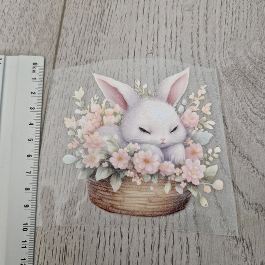 Hase