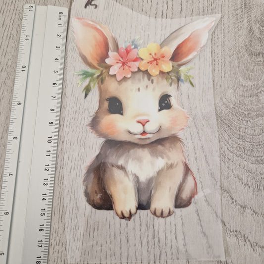 Hase